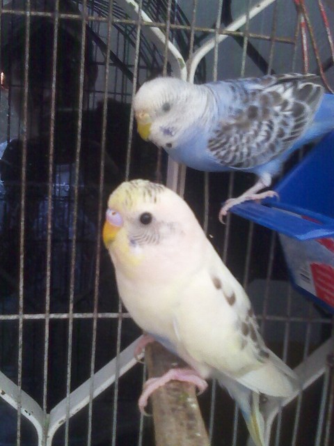 Budgies