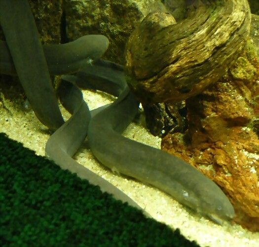 Lepidosiren paradoxa (12-10-16 Acuario Fluvial de Zaragoza) Lepidosiren paradoxa (12-10-16 Acuario Fluvial de Zaragoza)