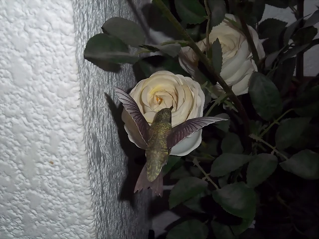 100_3814 100_3814