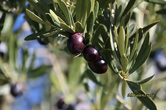 18, aceitunas 3, marca