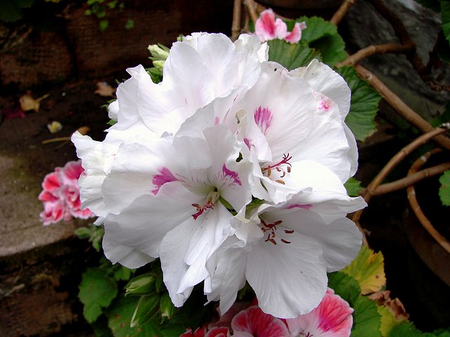 flores en el patio