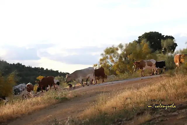 09, vacas hacia la carretera, marca