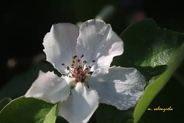 11, flor del membrillo2, marca