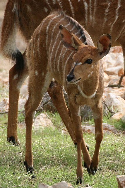 Zoo Lunaret + Sigean 18 i 19-09-10 685 Zoo Lunaret + Sigean 18 i 19-09-10 685