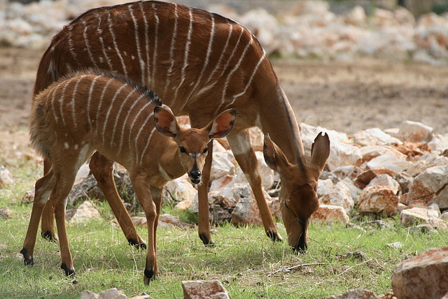 Zoo Lunaret + Sigean 18 i 19-09-10 684 Zoo Lunaret + Sigean 18 i 19-09-10 684