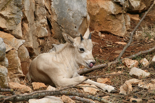 Zoo Lunaret + Sigean 18 i 19-09-10 768 Zoo Lunaret + Sigean 18 i 19-09-10 768