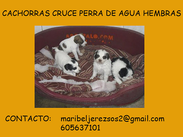 cachorras cruce de aguas hembra