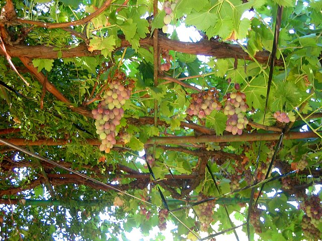 uvas