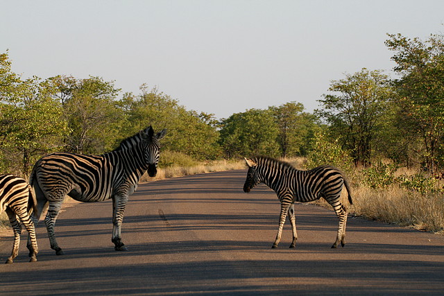 Kruger National Park 28-31 mayo 2009 775 Kruger National Park 28-31 mayo 2009 775