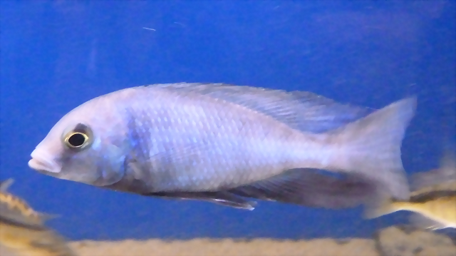 Cyrtocara moorii (5-8-17 Zoo Zajac) Cyrtocara moorii (5-8-17 Zoo Zajac)
