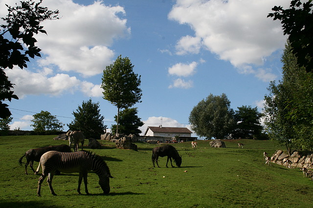 Beauval agost 2010 1466 Beauval agost 2010 1466