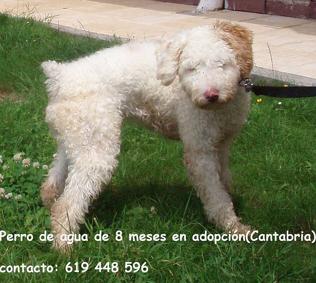 CACHORRO 8 MESES CANTABRIA