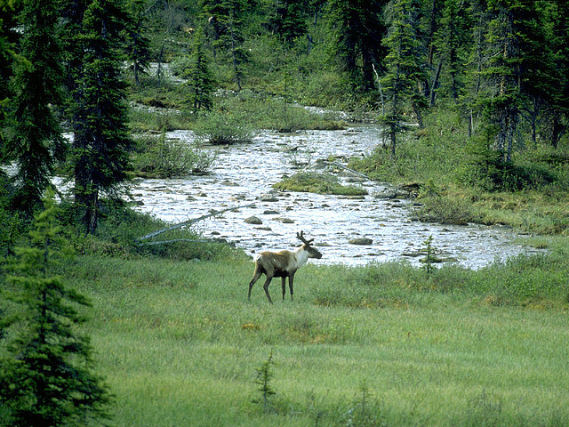 26065 - Caribou by river