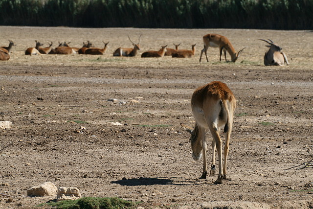 Zoo Lunaret + Sigean 18 i 19-09-10 1919 Zoo Lunaret + Sigean 18 i 19-09-10 1919