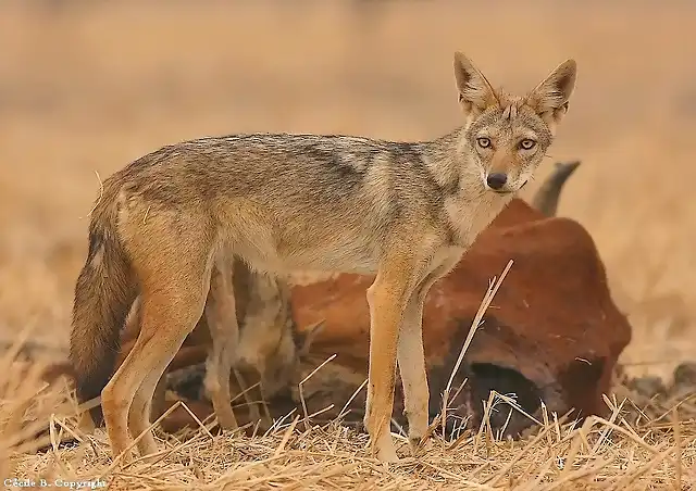 chacal-dore-canis-aureus