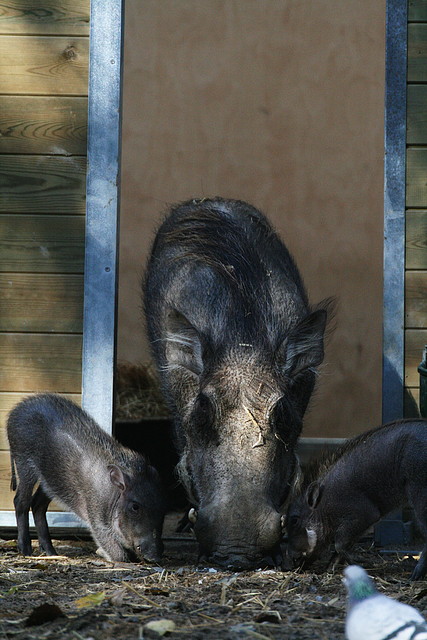 Zoo de Barcelona 21-11-10 + Immigració 22-11-10 121 Zoo de Barcelona 21-11-10 + Immigració 22-11-10 121