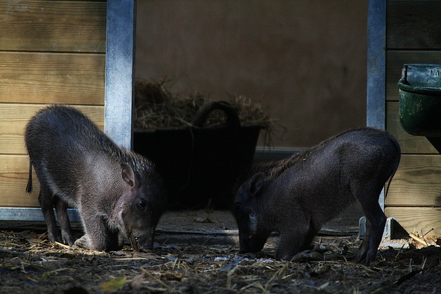 Zoo de Barcelona 21-11-10 + Immigració 22-11-10 123 Zoo de Barcelona 21-11-10 + Immigració 22-11-10 123
