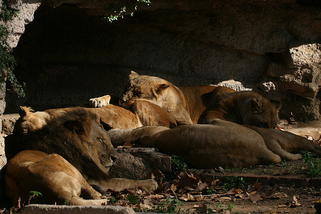 Zoo de Barcelona 21-11-10 + Immigració 22-11-10 284 Zoo de Barcelona 21-11-10 + Immigració 22-11-10 284