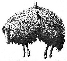 Sheep-02-260