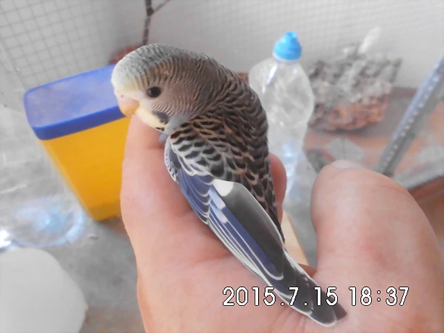 CIMG1318 CIMG1318