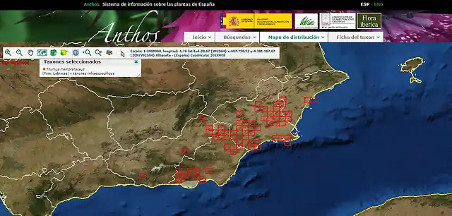 THYMUS MEMBRANACEUS DISTRIBUCI?N MEJORANA