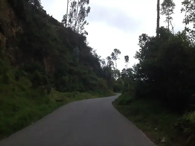 5. la carretera serpentea en medio del bosque