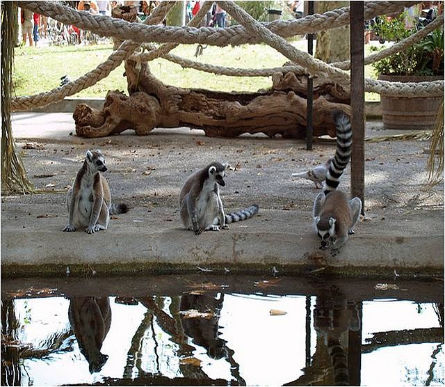 lemurs lemurs