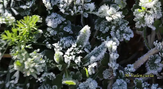 20, hielo en la hierba, marca