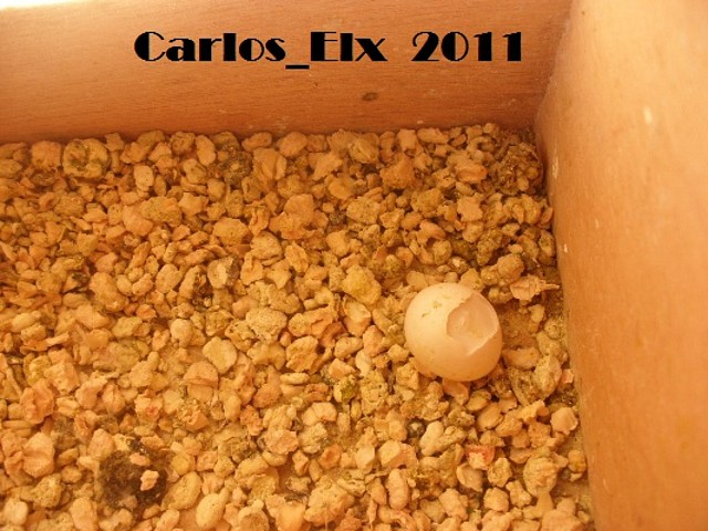 no ha salido 13-2-11 no ha salido 13-2-11