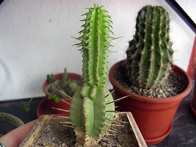 Euphorbia ferox