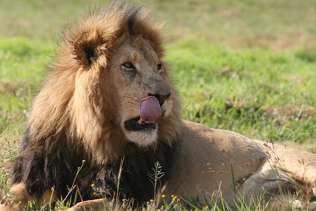 Lion Park i Rhino & Lion Nature Reserve 22-04-09 422 Lion Park i Rhino & Lion Nature Reserve 22-04-09 422