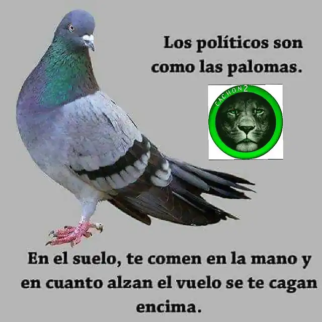 MemesPalomaspoliticos-1