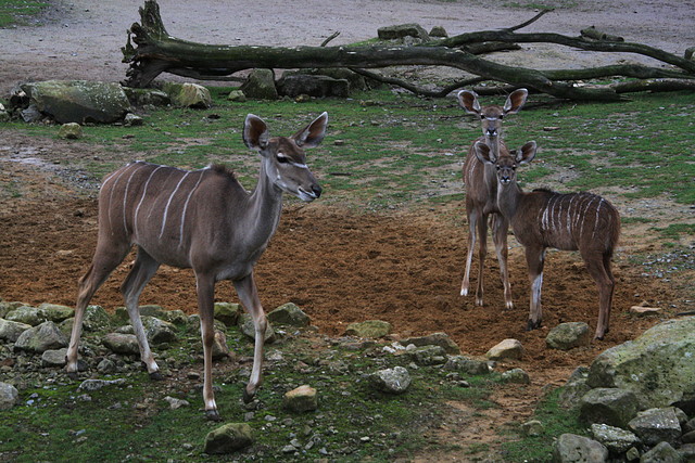 Zoos Wuppertal, Dortmund y Gelsenkirchen 01-10-09 568 Zoos Wuppertal, Dortmund y Gelsenkirchen 01-10-09 568