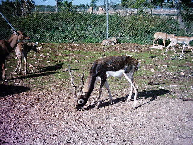 PIC04823 PIC04823