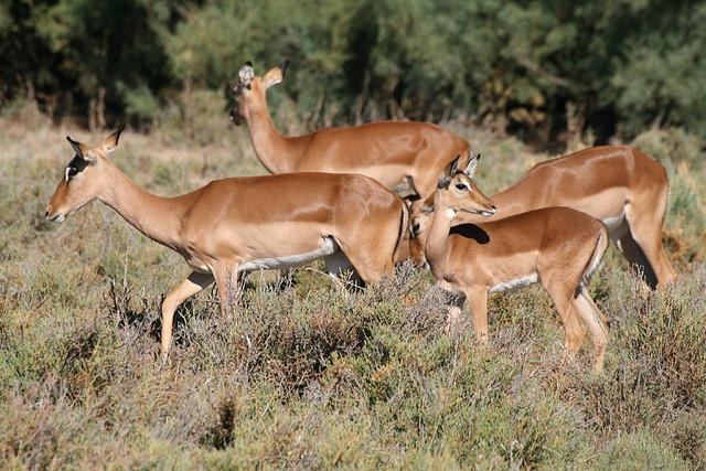 Zoo Lunaret + Sigean 18 i 19-09-10 1499 Zoo Lunaret + Sigean 18 i 19-09-10 1499