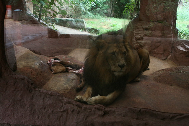 Zoos Wuppertal, Dortmund y Gelsenkirchen 01-10-09 554 Zoos Wuppertal, Dortmund y Gelsenkirchen 01-10-09 554