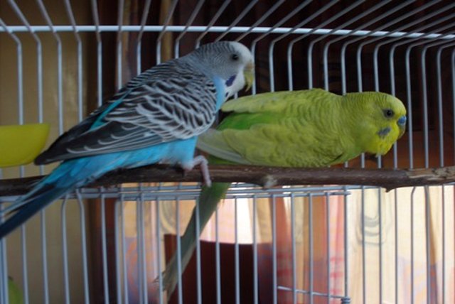 Pareja_10_2 Pareja_10_2