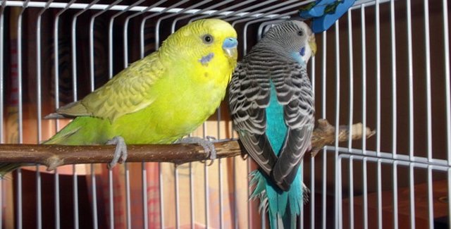Pareja_10_2 Pareja_10_2