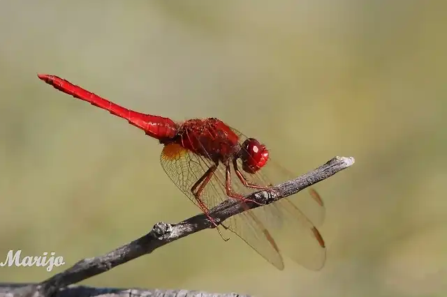 Crocothemis%20erythraea_2010_09_30_IMG_3284%20copie