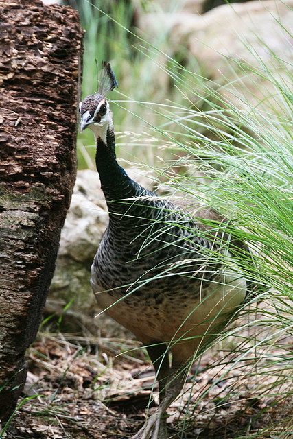 Zoo de Barcelona 02-06-11 398 Zoo de Barcelona 02-06-11 398
