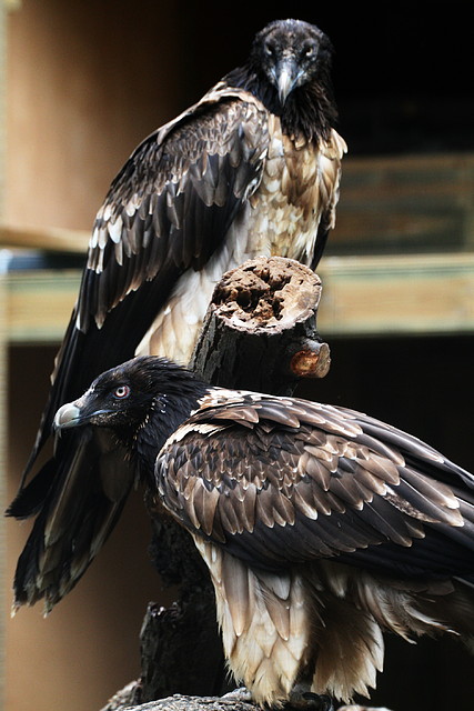 Zoo de Barcelona 02-06-11 386 Zoo de Barcelona 02-06-11 386