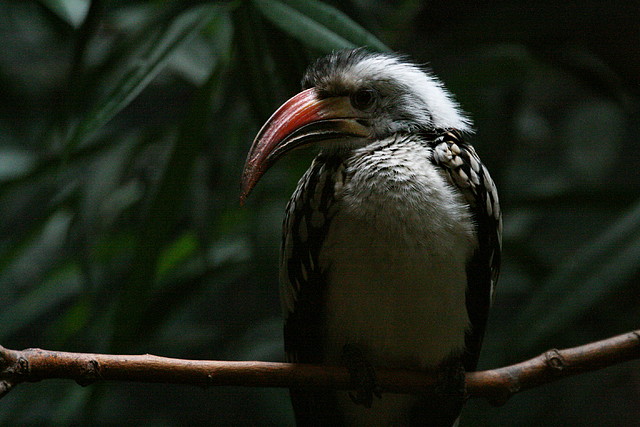 Zoo de Barcelona 02-06-11 305 Zoo de Barcelona 02-06-11 305