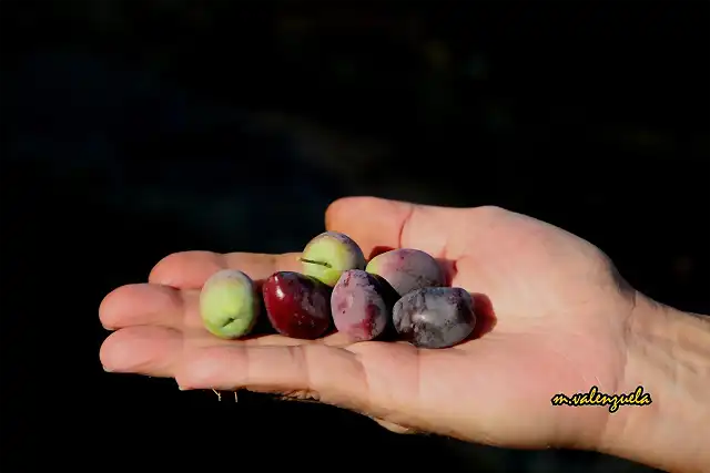 10, aceitunas de agua, marca