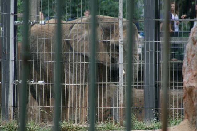 Zoo Barcelona 21-09-10 027 Zoo Barcelona 21-09-10 027