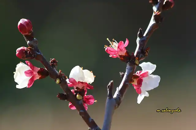 03, cerezo en flor, marca