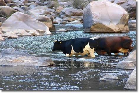 Vacas cruzando el rio de basis