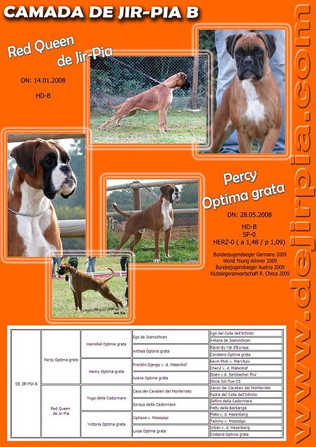 RED PERCY INFO CAMADA