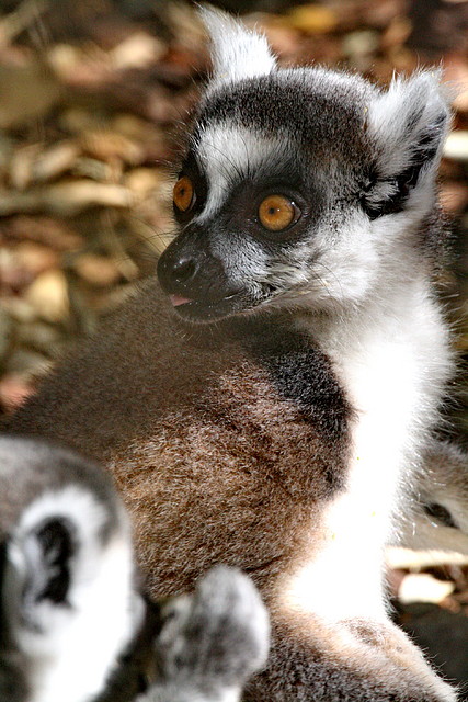 Zoo de Barcelona 03-04-11 164