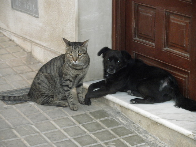 perro y gato