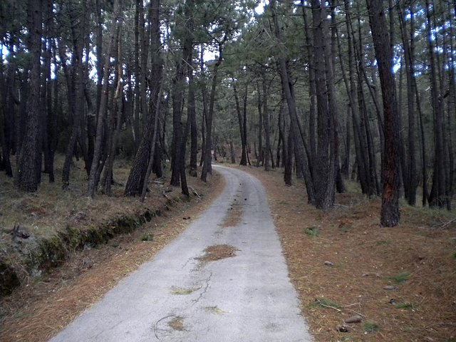 bosque a 3 km
